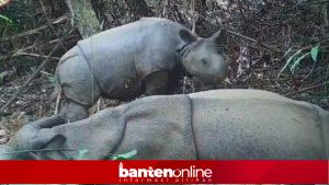 IMG-20260209-WA0073-300x169 Anakan Badak Jawa Terekam di Ujung Kulon, Tanda Habitat Masih Terjaga