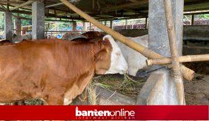 IMG-20260515-WA0052-300x174 Penjual Sapi Kurban di Pandeglang Siapkan 350 Ekor Jelang Iduladha