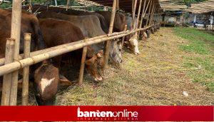 IMG-20260515-WA0084-300x171 Fraksi PKS DPRD Pandeglang Tetap Solid Perjuangkan Aspirasi Rakyat, Siapkan 7 Ekor Sapi Kurban