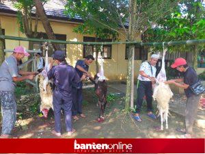 IMG-20260529-WA0018-300x225 SMKN 4 Pandeglang Sembelih 1 Ekor Kerbau dan 4 Ekor Kambing