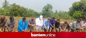 IMG-20260605-WA0031-300x135 KNPI Lebak Panen Raya Jagung, Wagub Banten Ajak Pemuda Terjun ke Sektor Pertanian