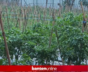 IMG-20260828-WA0049-300x246 CV Cakrawala Buana Dorong Petani Banten Kembangkan Cabai Rawit