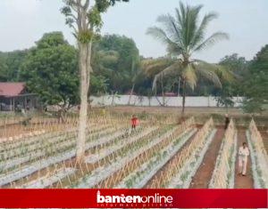 IMG-20260828-WA0051-300x235 CV Cakrawala Buana Dorong Petani Banten Kembangkan Cabai Rawit